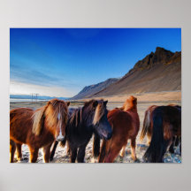Icelandic horses oil painting