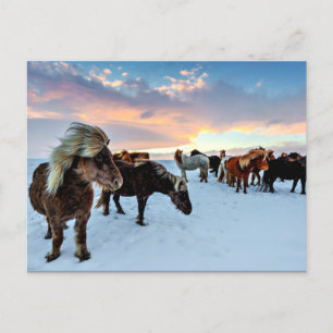Icelandic Horses Postcard