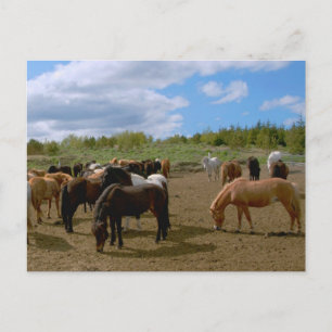Icelandic Horses Postcard