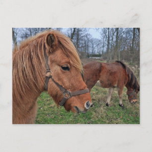 Icelandic horses postcard