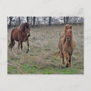 Icelandic horses postcard