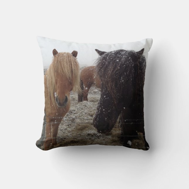 Icelandic Ponies, Iceland horses in snow pillow (Front)