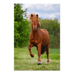 Icelandic Pony at a Tölt Funny For Horse Lovers - Photo Print