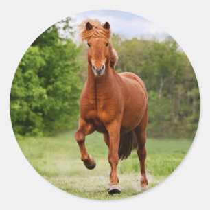 Icelandic Pony at a Tölt Funny Photo Horse Lovers Classic Round Sticker