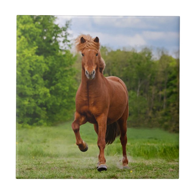 Icelandic Pony at a Tölt Funny Photo Horse Lovers Tile (Front)