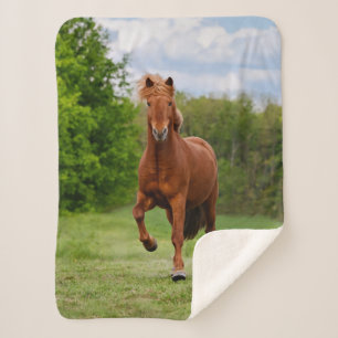 Icelandic Pony Runs Tölt Funny Photo Horse Lovers Sherpa Blanket