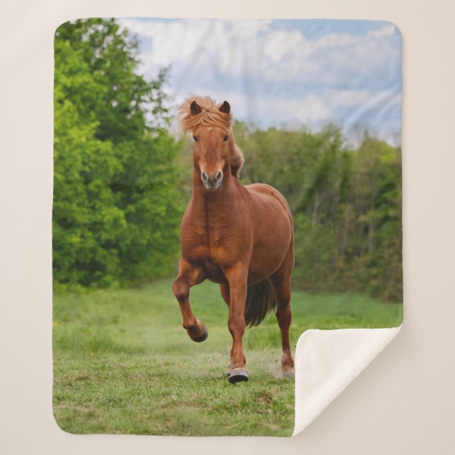 Icelandic Pony Runs Tölt Funny Photo Horse Lovers Sherpa Blanket (Front)