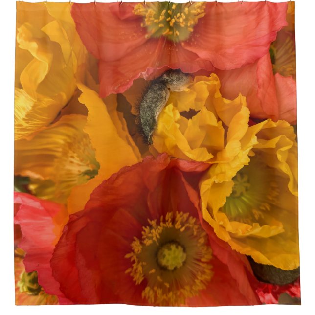 Icelandic Poppies Shower Curtain (Front)