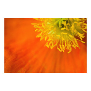 Icelandic Poppy Photo Print