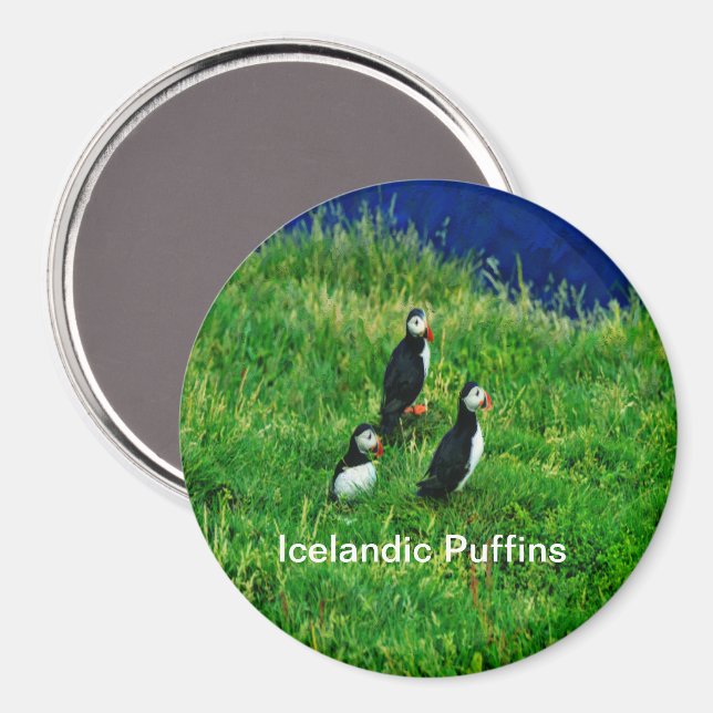 Icelandic Puffins in Summer Magnet (Front/Back)