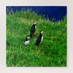 Icelandic Puffins Jigsaw Puzzle