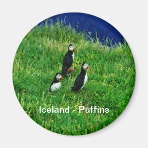 Icelandic Puffins Magnet