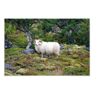 Icelandic Ram Art Photo Print