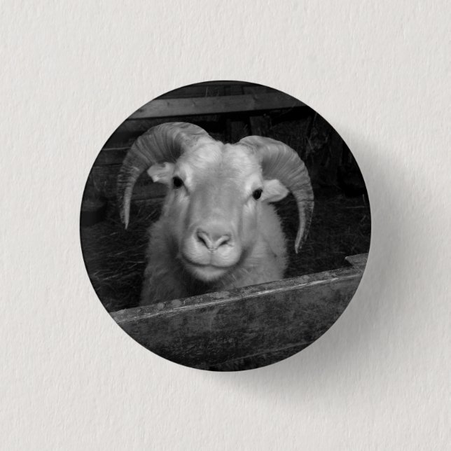 Icelandic sheep 3 cm round badge (Front)