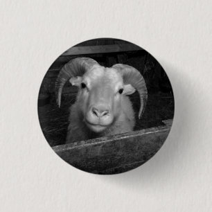 Icelandic sheep 3 cm round badge