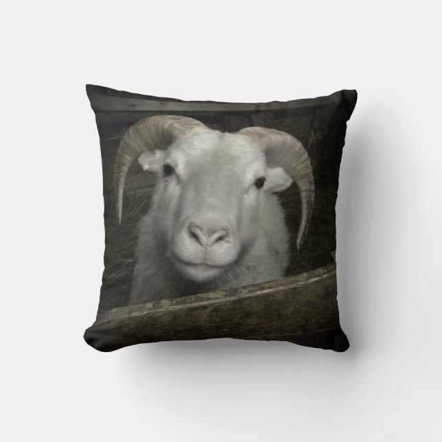 Icelandic sheep - cushion (Front)