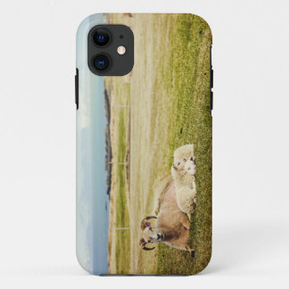 Icelandic Sheep iPhone case