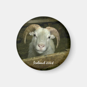 Icelandic sheep magnet