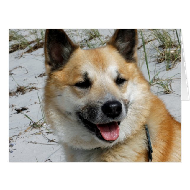 Icelandic Sheepdog 002 (Front Horizontal)