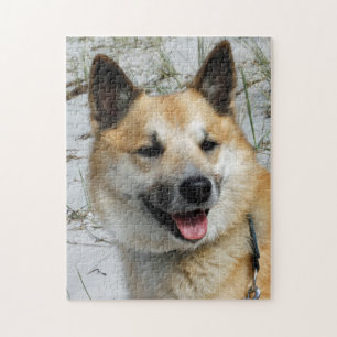 Icelandic Sheepdog 002 Jigsaw Puzzle