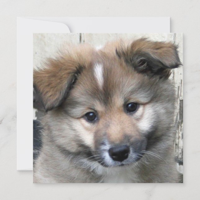 Icelandic Sheepdog 2014-0801 (Front)