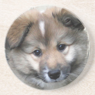 Icelandic Sheepdog 2014-0801 Coaster