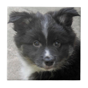 Icelandic Sheepdog 2014-0802 Ceramic Tile