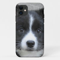 Icelandic Sheepdog 2014-0804