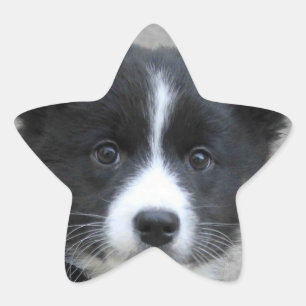 Icelandic Sheepdog 2014-0804 Star Sticker