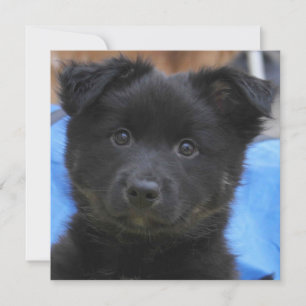 Icelandic Sheepdog 2014-0805