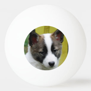 Icelandic Sheepdog 2014-0806 Ping Pong Ball