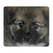 Icelandic Sheepdog 2014-0808