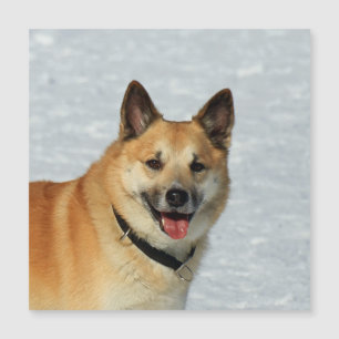 IcelandicSheepdog20150904