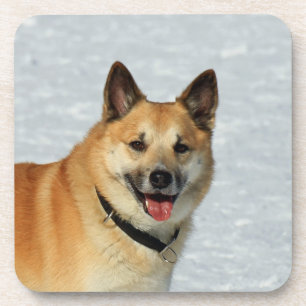 IcelandicSheepdog20150904 Coaster