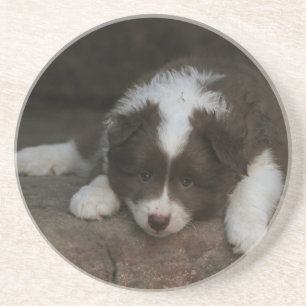 IcelandicSheepdog_20171201_by_JAMFoto Coaster