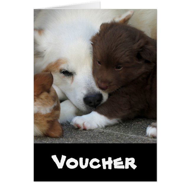 IcelandicSheepdog_20171203_by_JAMFoto (Front)