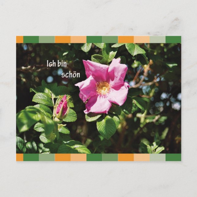 Ich bin schoen postcard (Front)