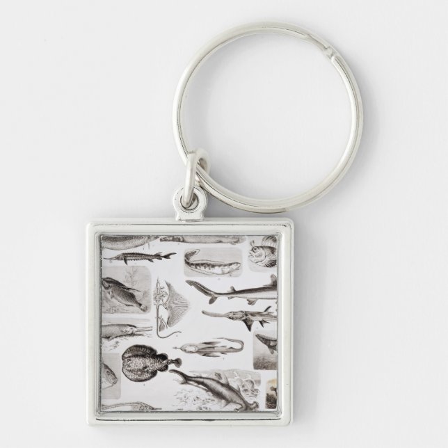 Ichthyology- Elasmobranch, Ganoid Key Ring (Front)