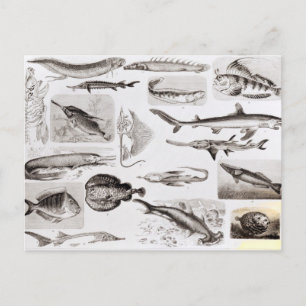 Ichthyology- Elasmobranch, Ganoid Postcard