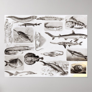 Ichthyology- Elasmobranch, Ganoid Poster