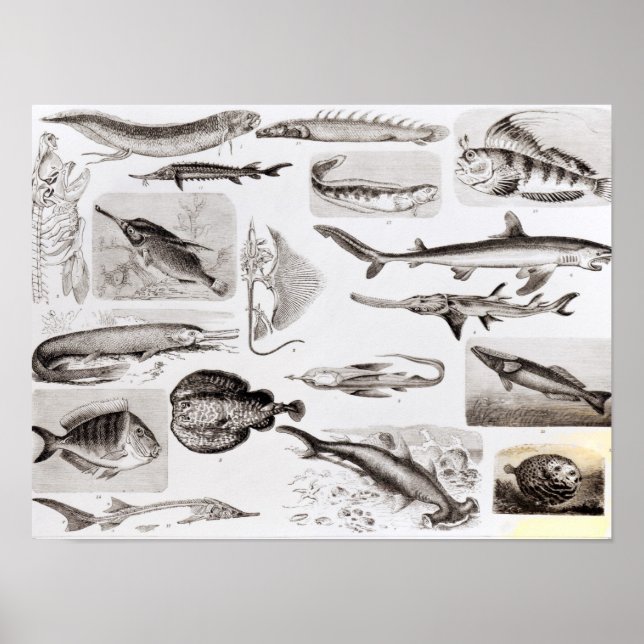 Ichthyology- Elasmobranch, Ganoid Poster (Front)