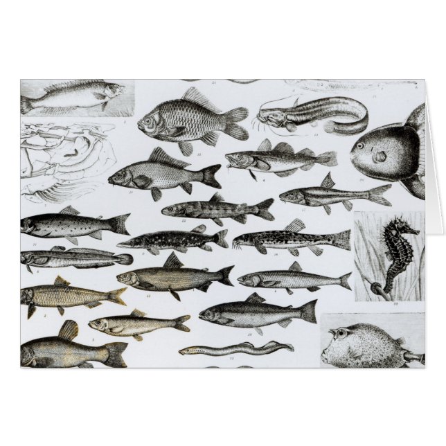 Ichthyology, Osseous Fishes, Marisipobranchs (Front Horizontal)