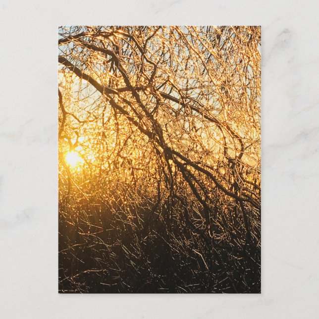 icicle branches at sunset postcard (Front)