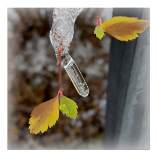 Icicle on leaf poster