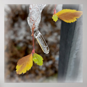 Icicle on leaf poster