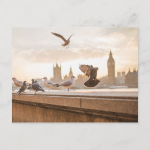 Iconic Big Ben and Westminster with Pigeons Postcard