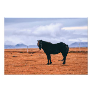 Iconic black Icelandic horse Photo Print