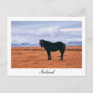 Iconic black Icelandic horse postcard