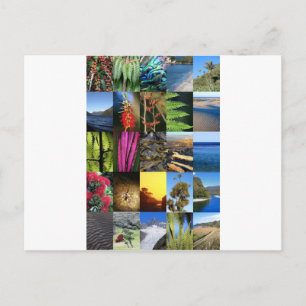 Iconic New Zealand Kiwiana nature scenes Postcard