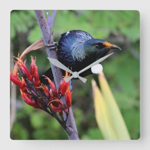Iconic NZ Tui bird Square Wall Clock